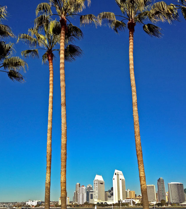 three-tall-palm-trees-buildings-in-background-nebb-certification